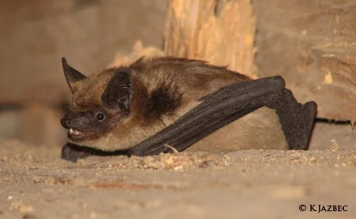 Netopir - Eptesicus serotinus