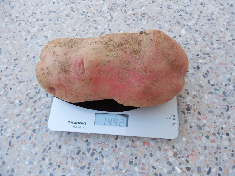 Poldrugi kilogram težak krompir