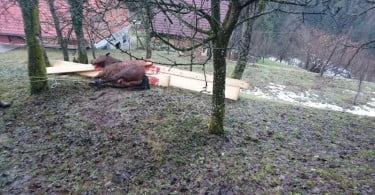 Na Sinovci je medvedka raztrgala brejo kobilo