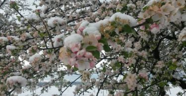 Sneg v Ribniški dolini, 27.april 2016