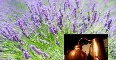 Predavanje Daniela Oberstar - Destilacija aromatičnih rastlin