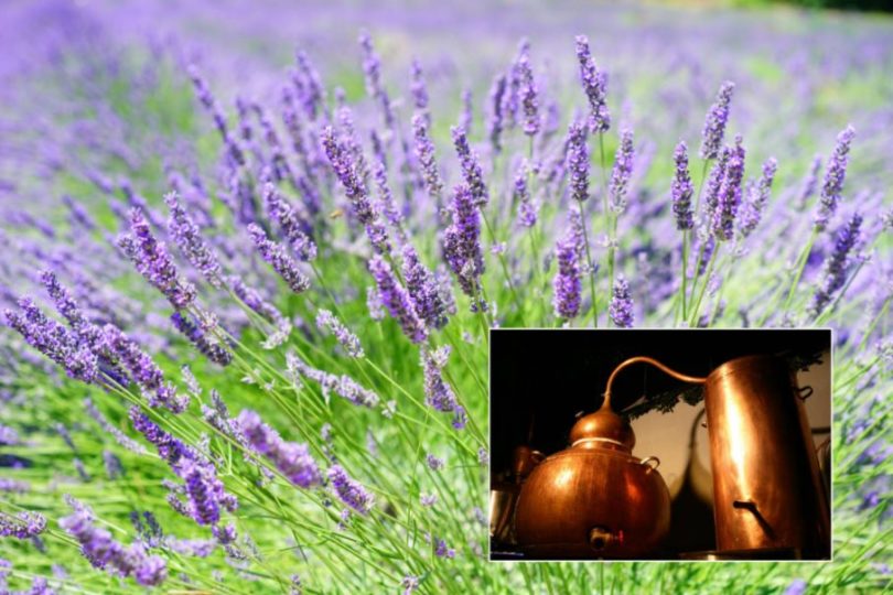 Predavanje Daniela Oberstar - Destilacija aromatičnih rastlin