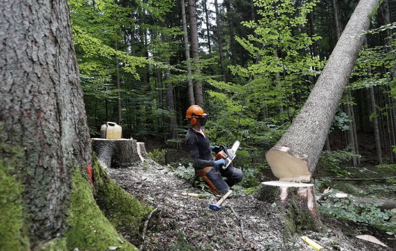 Delovna nesreča v gozdu, Fotografija je simbolična. (Foto: Blaž Samec/Delo)