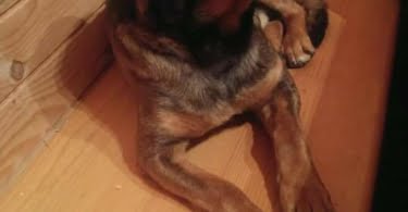 Izgubljen kuža v Dolenijh Lazih