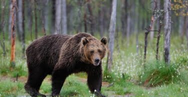 medved - slika je simbolna