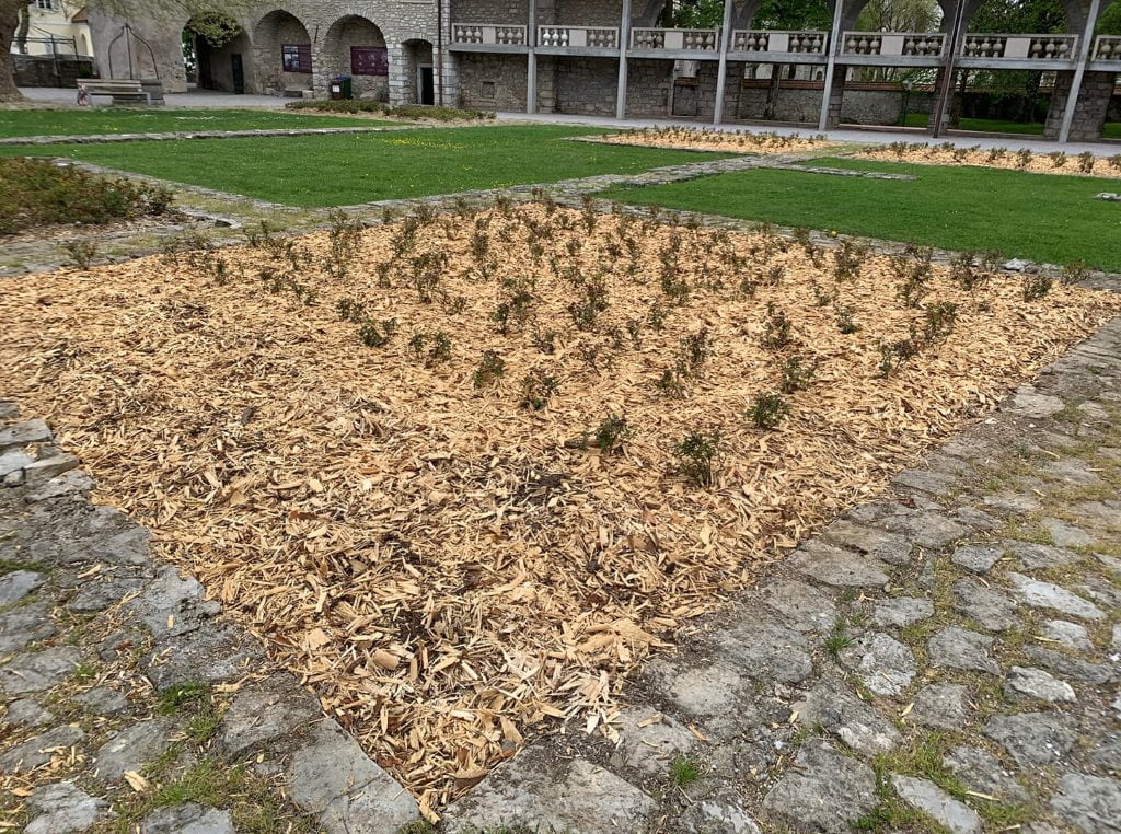 V Ribniškem gradu ukradli 23 sadik vrtnic